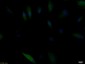 HSP70 Recombinant Rabbit mAb
